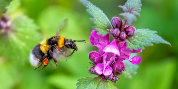 2 bee on flower