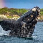 Antarctica Southern Right whale breach rainbow