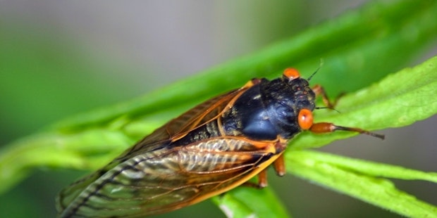 Cicada CARD