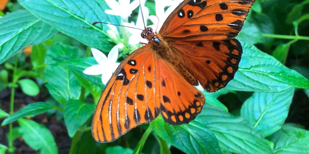 Dpn Butterfly