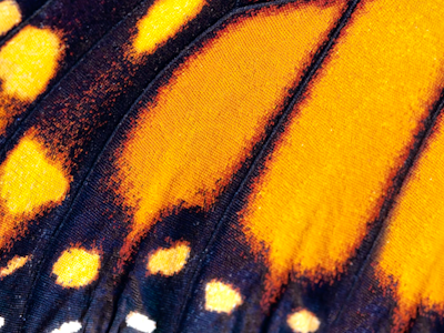 Magnified Butterfly Wing