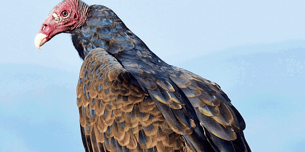 Turkey-Vulture