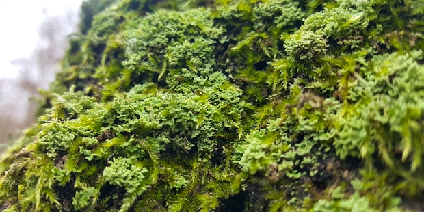 Lichens forest