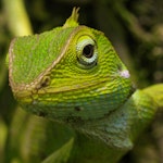 Lizard-reptile