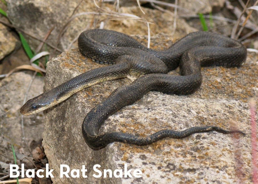 16 Black Rat Snake shutterstock 98540198