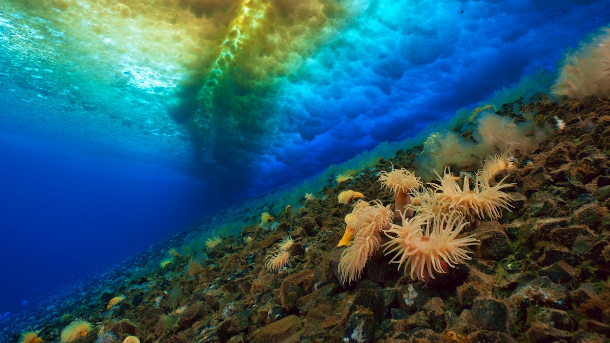Antarctica Below the ice sea anemones