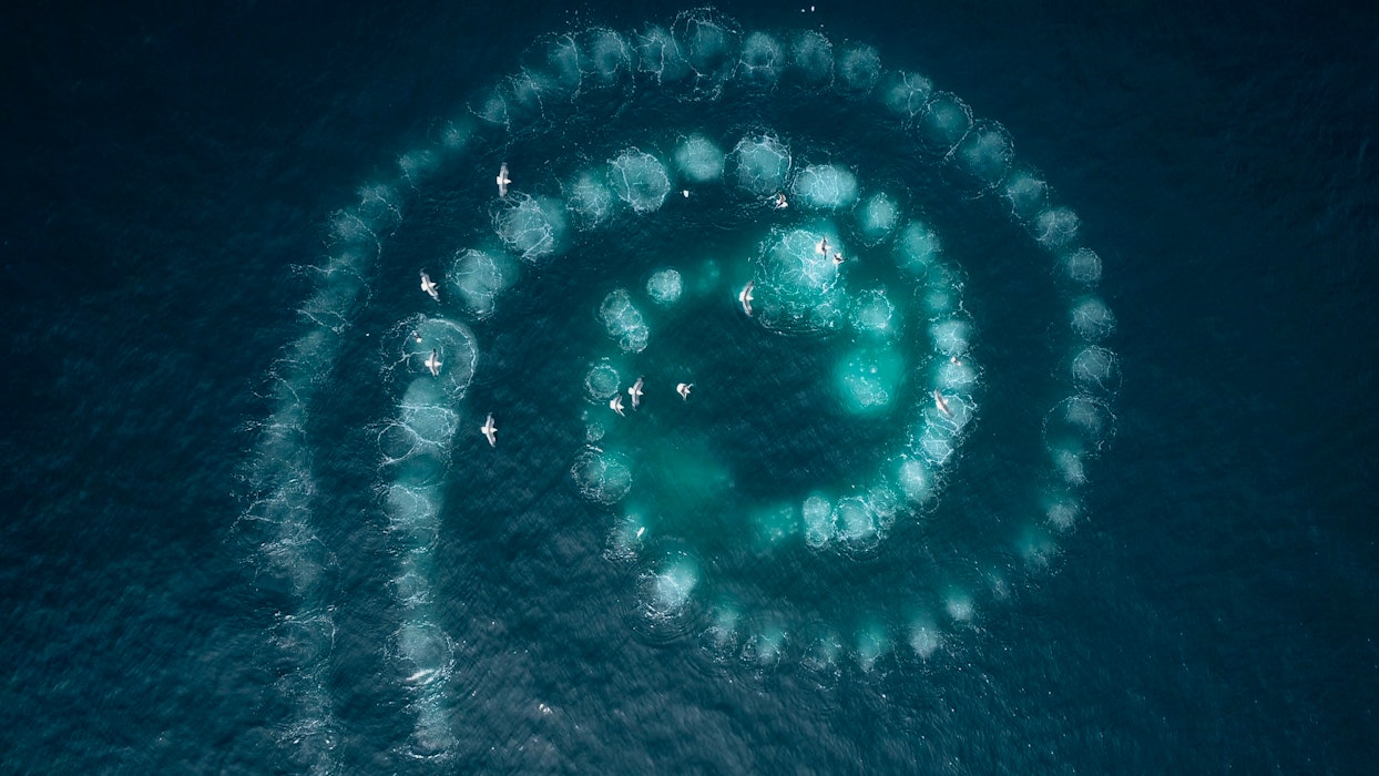 Antarctica Humpback whales bubble netting