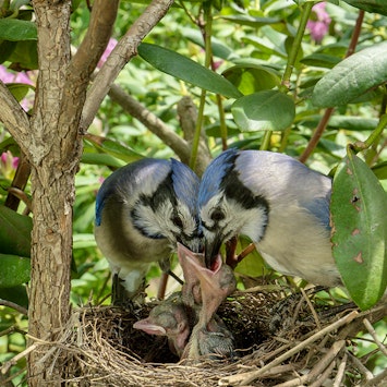 Backyard Wilderness Fps Baby Blue Jay Family