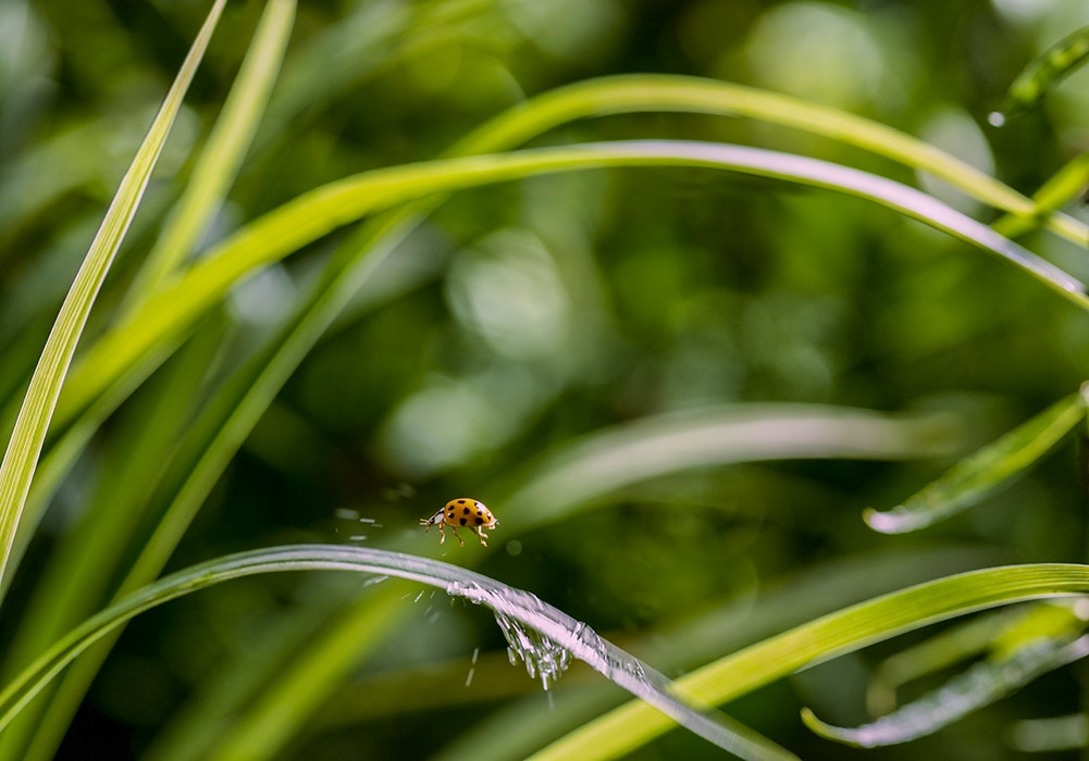 Backyard Wilderness Fps Ladybug Splash