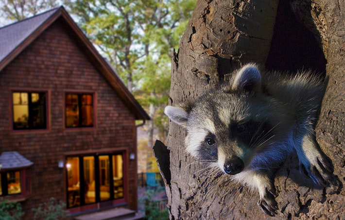 Backyard Wilderness Fps Raccoon House