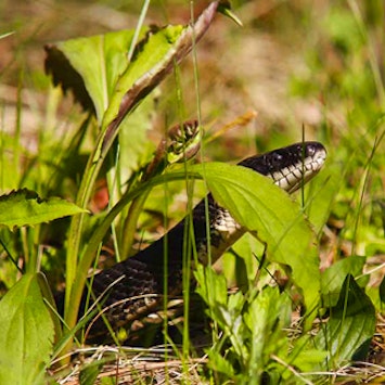 Ask a Naturalist: Why am I seeing so many snakes? | Discovery Place Nature