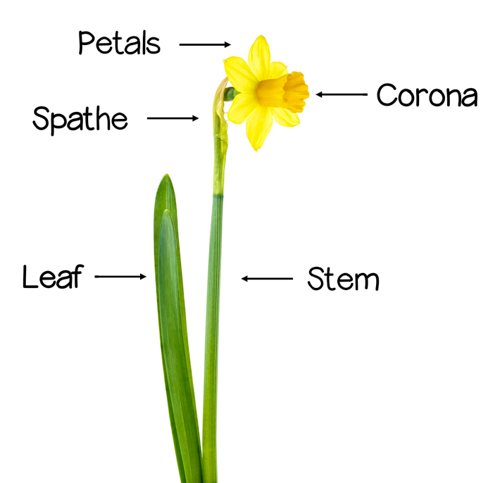 Daffodil Dissection  Discovery Place Nature