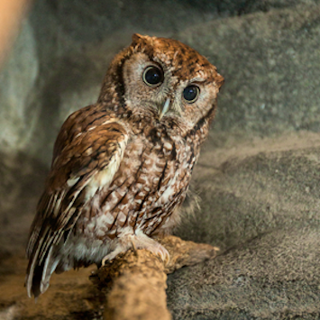Exhibitions Creature Cavern Owl