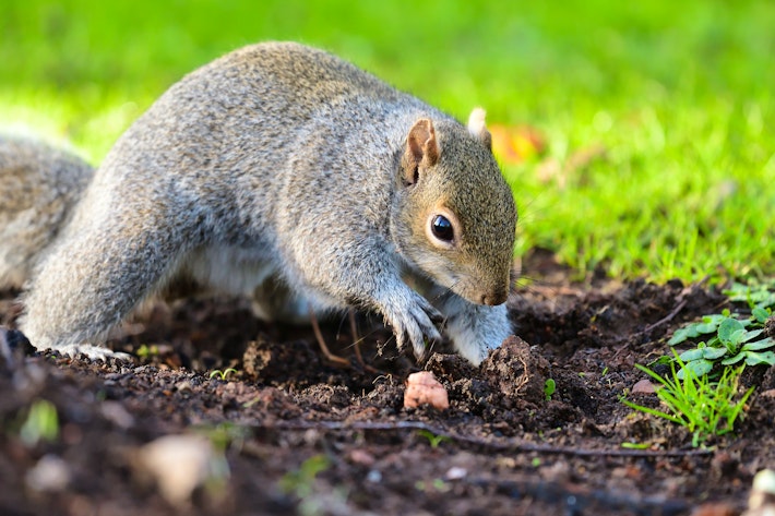 Gray Squirrel Digging