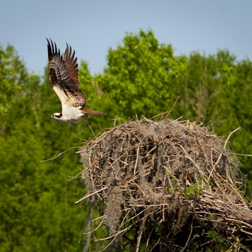 Osprey And Nest