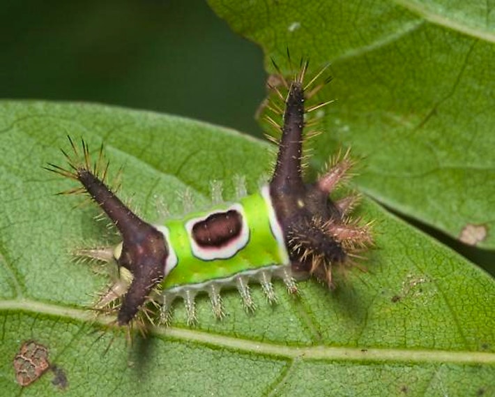 types fuzzy caterpillar
