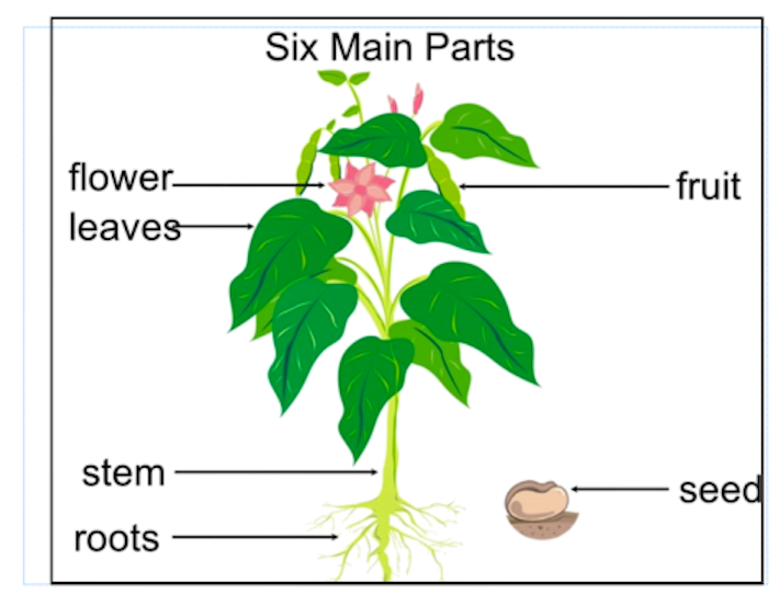 Six Main Plant Parts