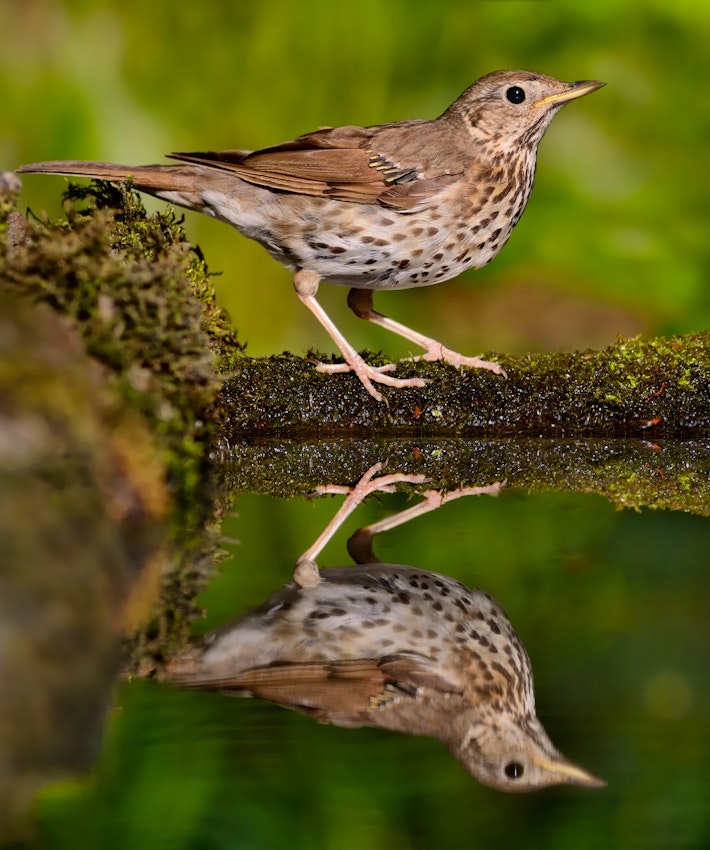 Bird reflected in water
