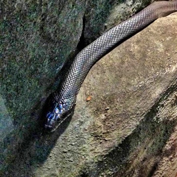 Black Rat Snake Inset
