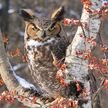 Great Horned Owl In Winter