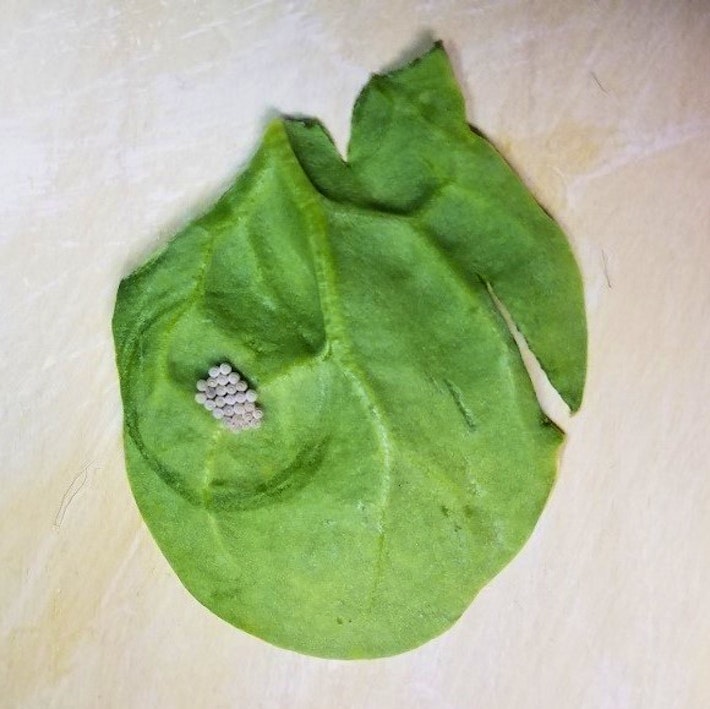 Leaf With Eggs 2