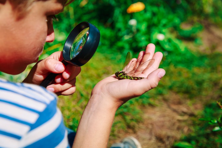 Magnifying glass bug child