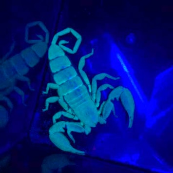 Scorpion Inset
