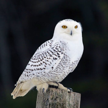 Snowy Owl On Perch