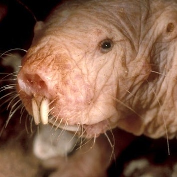 Animal Grossology Essay Contest: The Naked Mole Rats | Discovery Place  Science