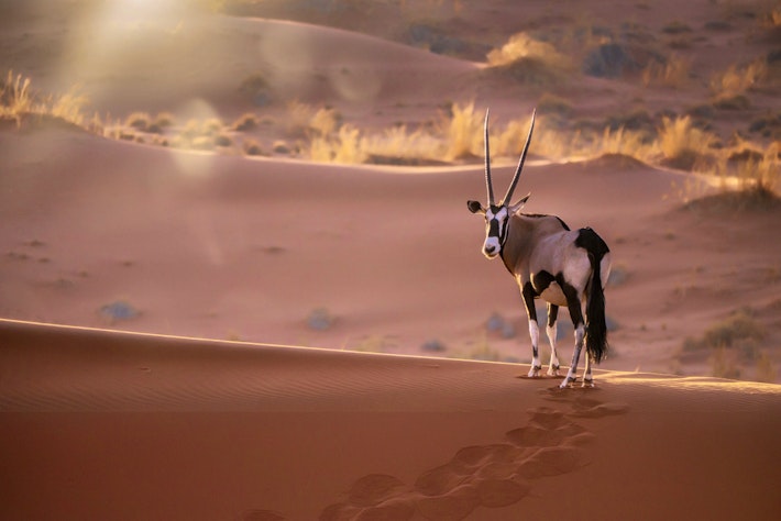 3 Animals You'll Find in the World's Oldest Desert | Blogs | Discovery  Place Science