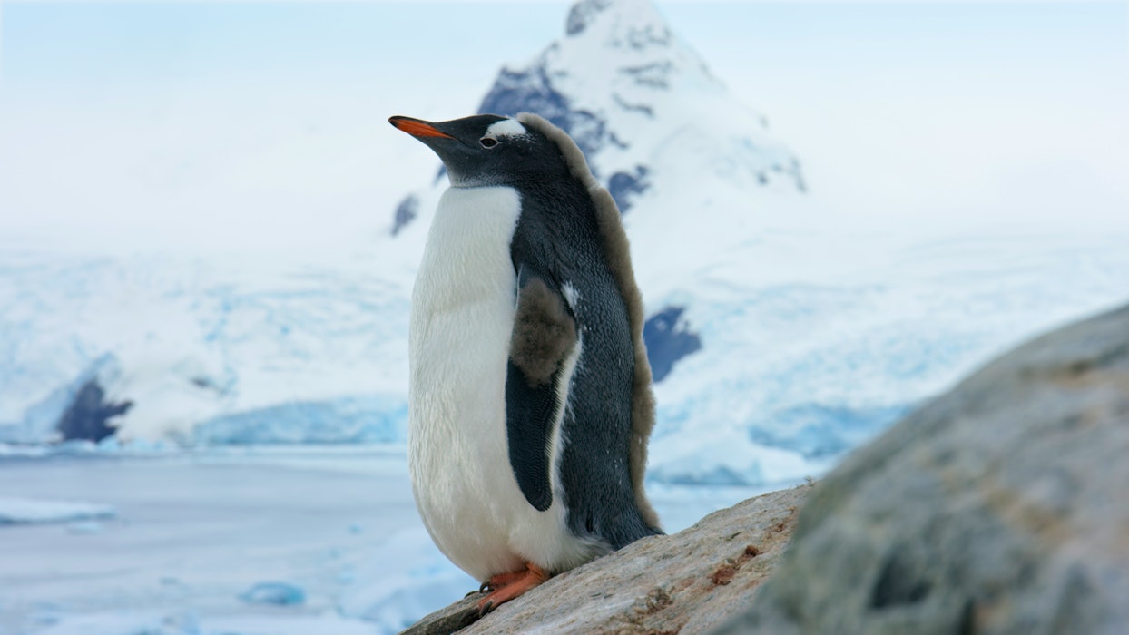Antarctica Young gentoo penguin